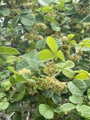 Vitex patula
