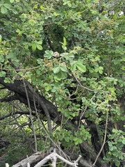 Vitex patula