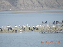 Anhinga melanogaster