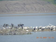 Anhinga melanogaster