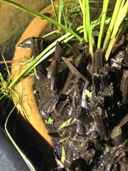 Cacosternum rhythmum