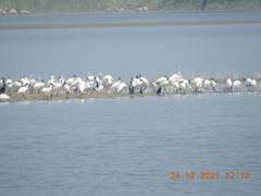 Anhinga melanogaster