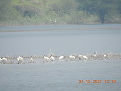Anhinga melanogaster