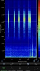 Cacosternum rhythmum
