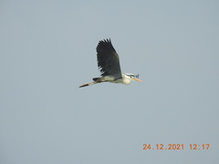 Ardea cinerea