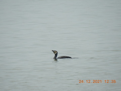 Phalacrocorax carbo