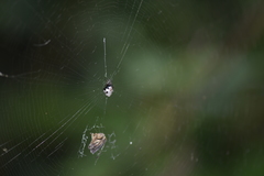 Cyclosa argenteoalba