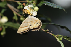Lethe syrcis