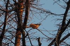 Coccothraustes coccothraustes
