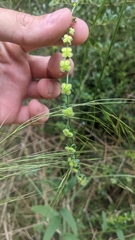 Cynoglossum australe