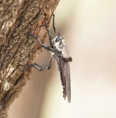 Blepharotes coriarius