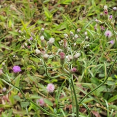 Cyanthillium cinereum