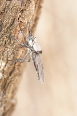 Blepharotes coriarius