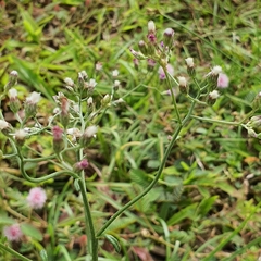 Cyanthillium cinereum