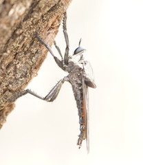 Blepharotes coriarius