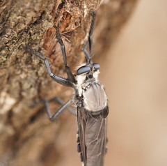 Blepharotes coriarius