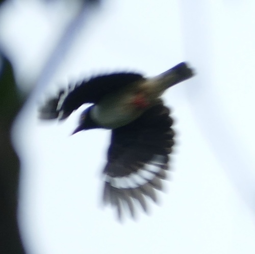 Red-billed Helmetshrike (Prionops caniceps), photo 3
