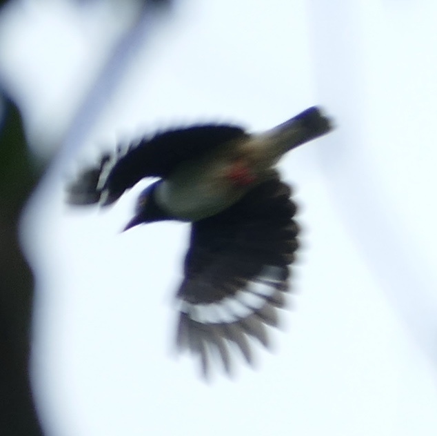 Red-billed Helmetshrike (Prionops caniceps), photo 3
