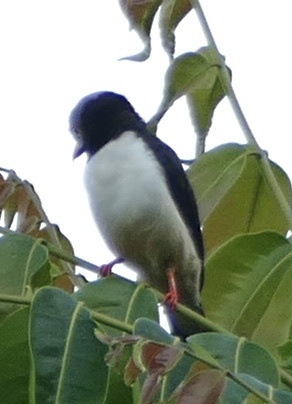 Red-billed Helmetshrike (Prionops caniceps), photo 4