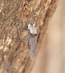 Blepharotes coriarius