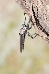 Blepharotes coriarius