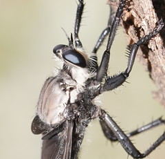 Blepharotes coriarius