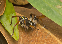 Habronestes hunti