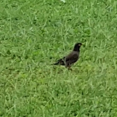 Acridotheres tristis