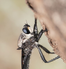 Blepharotes coriarius