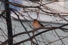 Fringilla coelebs