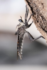 Blepharotes coriarius