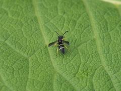 Stenodynerus bluethgeni