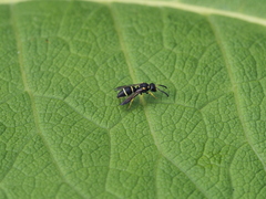 Stenodynerus bluethgeni