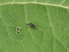 Stenodynerus bluethgeni