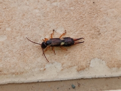 Forficula auricularia