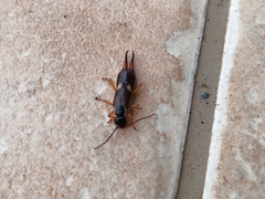 Forficula auricularia