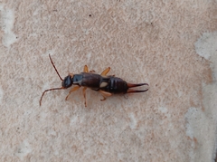 Forficula auricularia