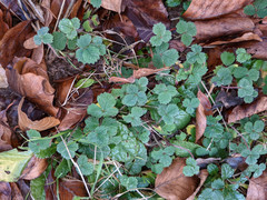 Potentilla sterilis