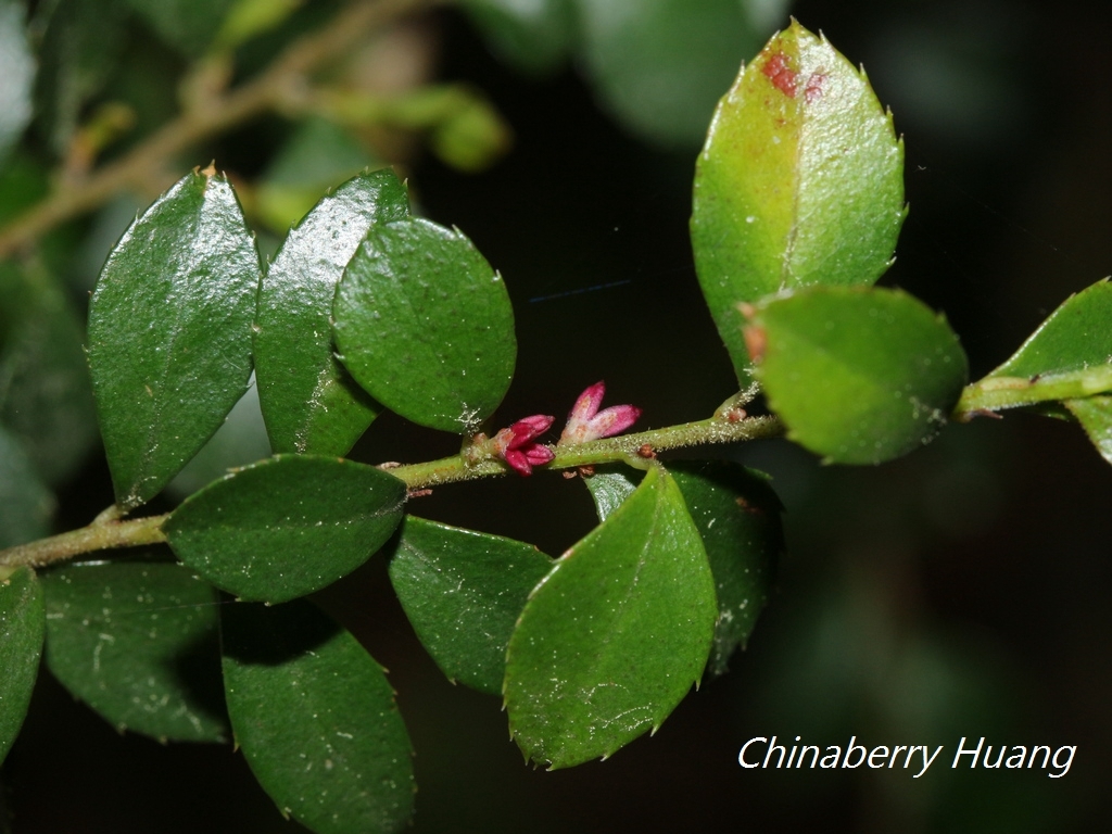 African Boxwood (Myrsine africana) · iNaturalist