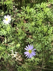 Brachyscome multifida dilatata