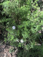 Brachyscome multifida dilatata