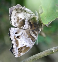 Protogoniomorpha cytora