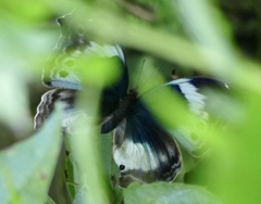 Protogoniomorpha cytora