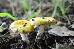 Russula acetolens