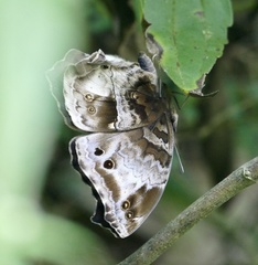 Protogoniomorpha cytora