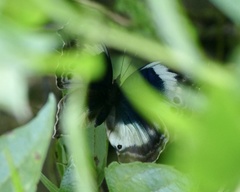 Protogoniomorpha cytora