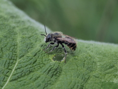 Osmia aurulenta