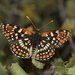 Mariposa Parche - Photo (c) Bill Bouton, algunos derechos reservados (CC BY-NC-ND)