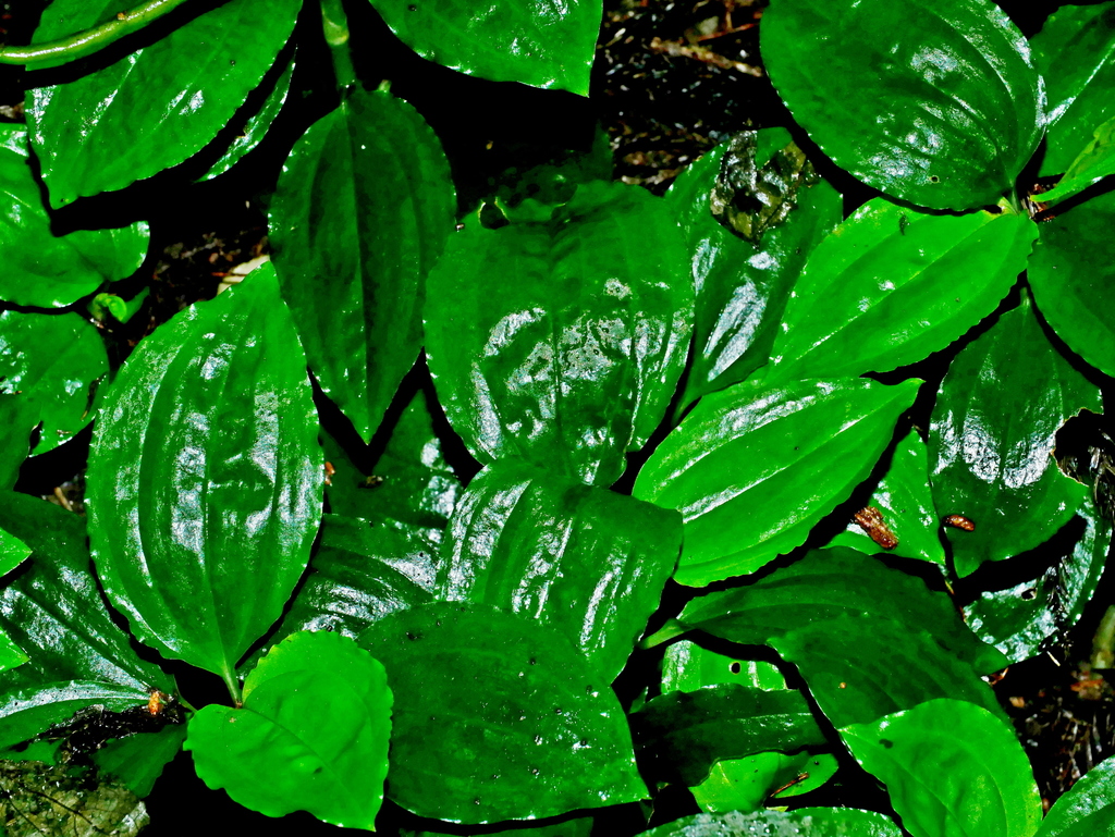 Odontochilus tashiroi