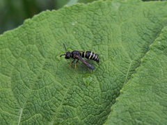 Gymnomerus laevipes